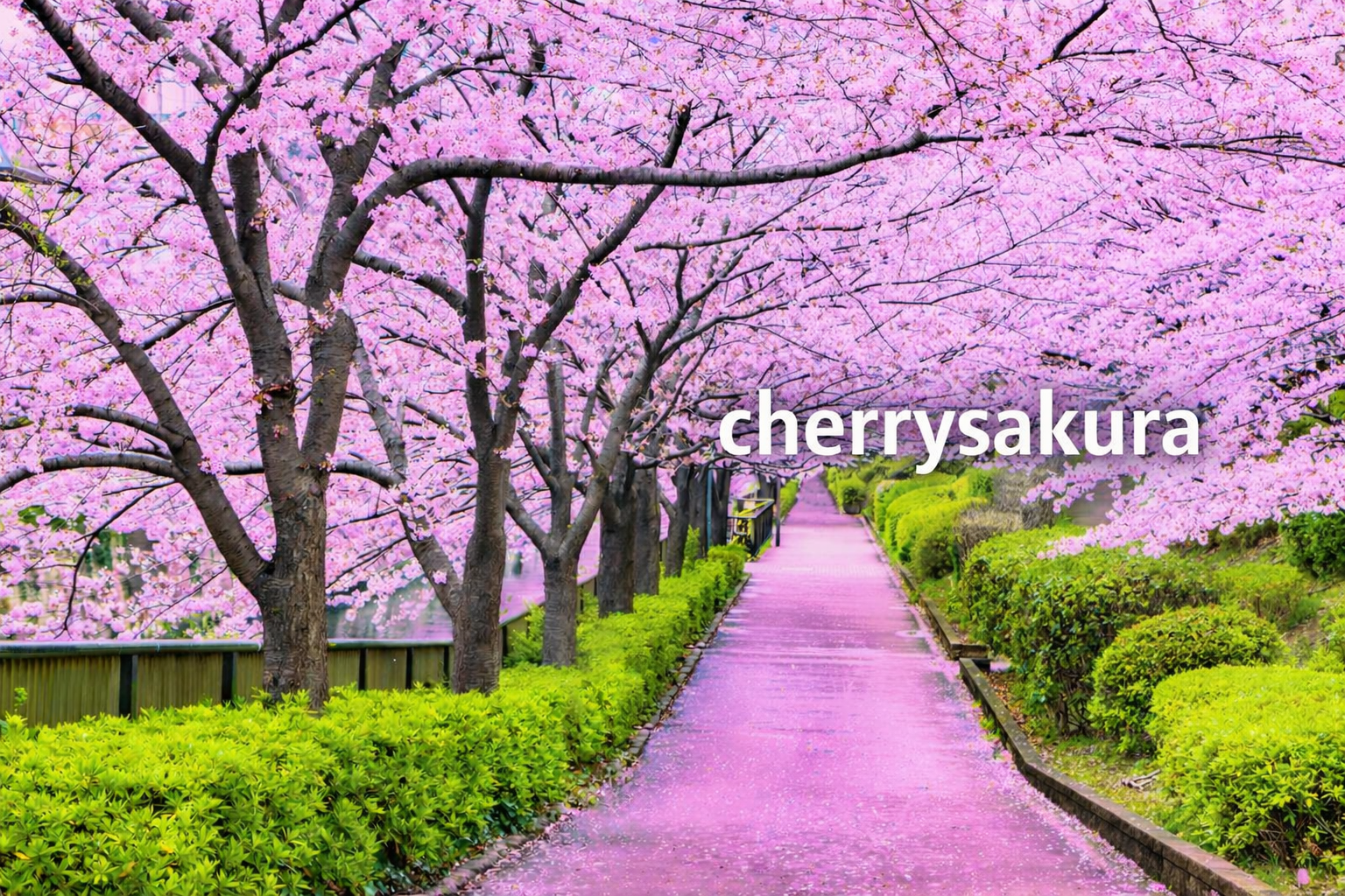 Cherrysakura: Exploring Cherry Blossom Magic